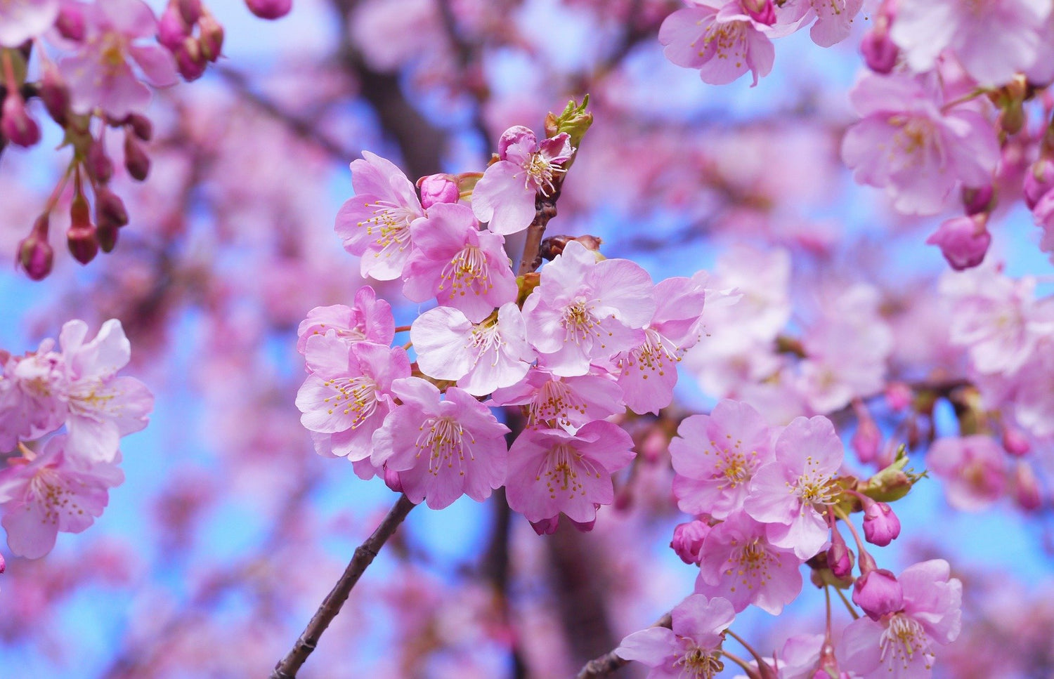 Cherry Blossom Collection