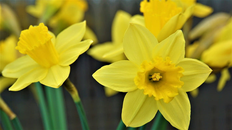 Daffodil Collection