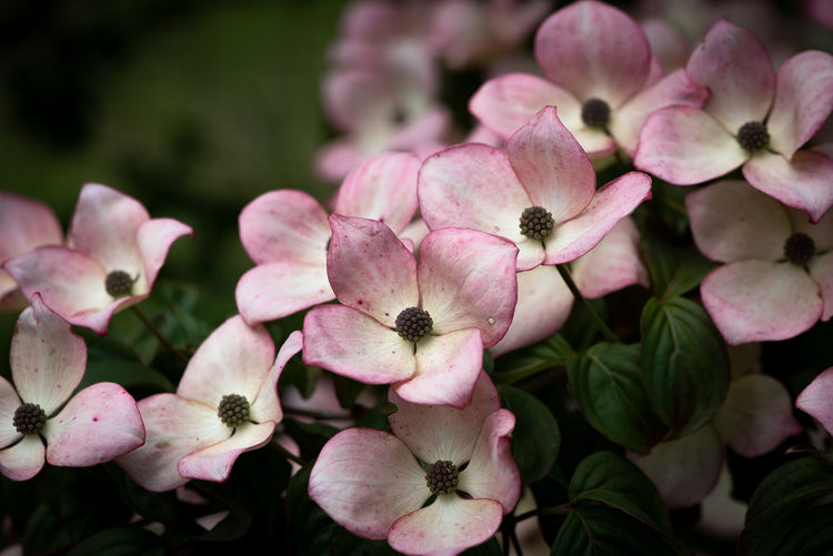 Dogwood Collection