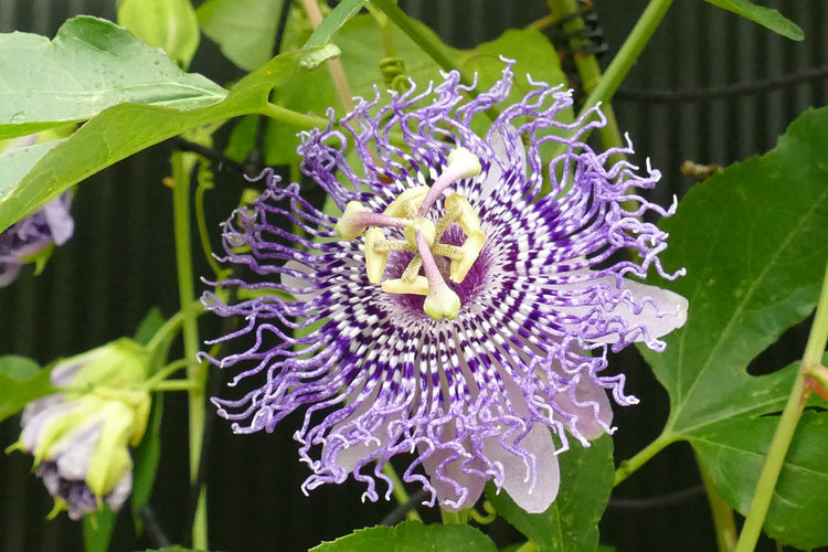 Passionflower Collection