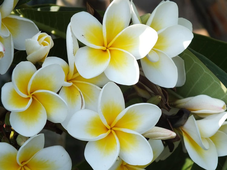 Plumeria Collection