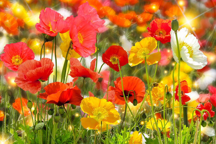 Poppy Collection