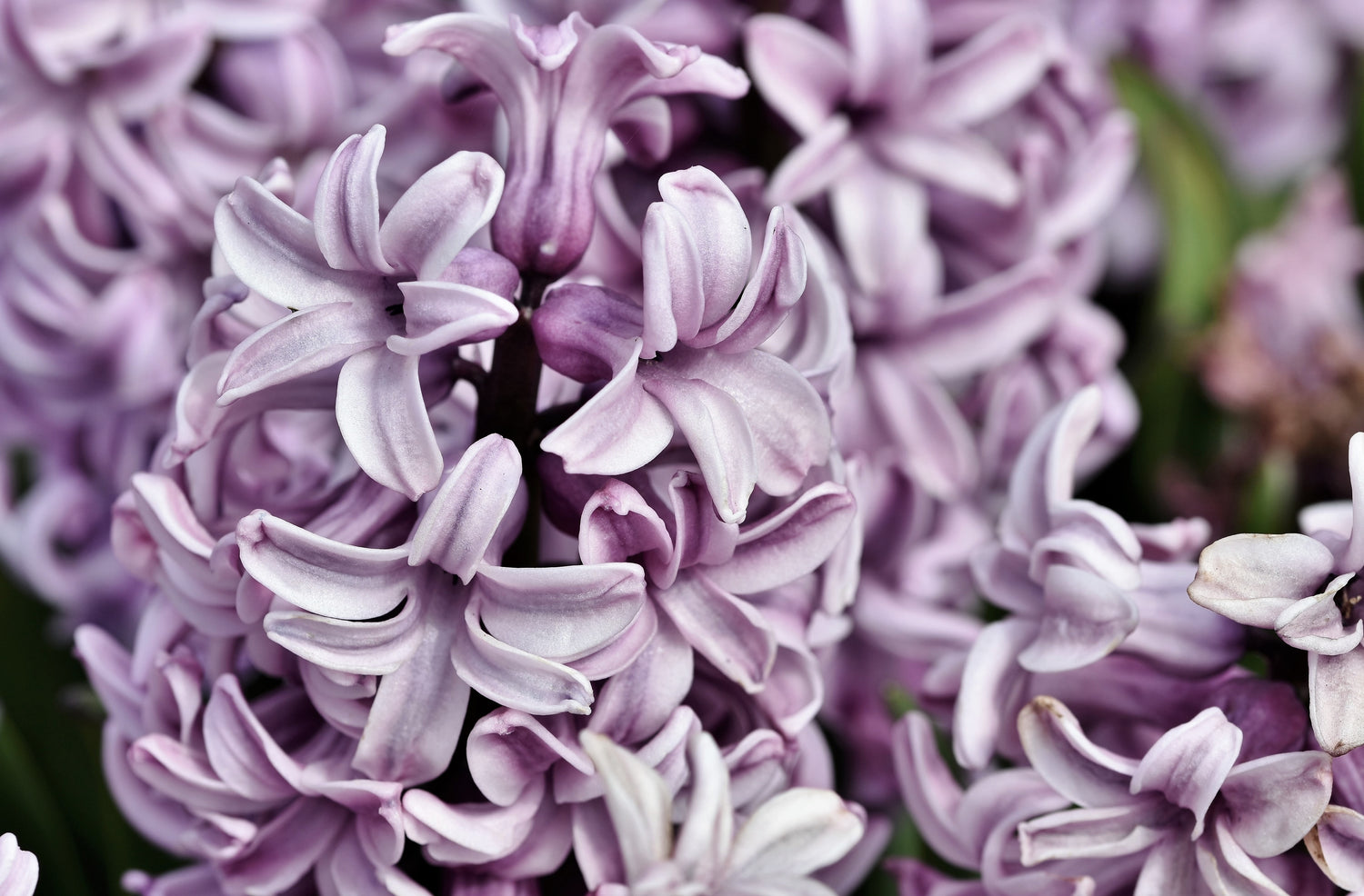 Hyacinth Collection