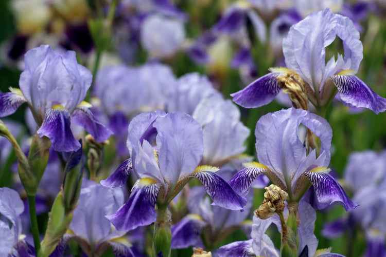 Iris Collection