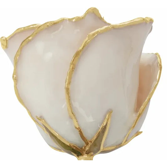 Lacquered White Rose with Gold Trim