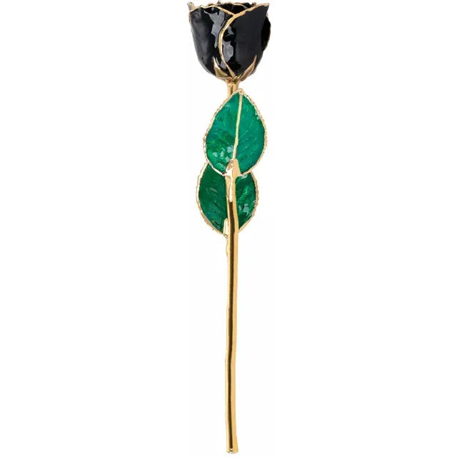 Lacquered Black Rose with Gold Trim