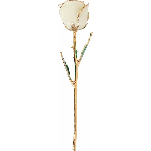 Lacquered White Rose with Gold Trim